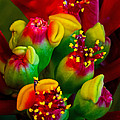 Poinsettia Flowers
