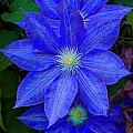 Blue on Blue