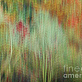 Fall Color Abstract 2