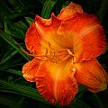 Orange Beauty