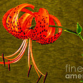 Portrait of a Tiger Lily 