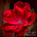 Red Beauty